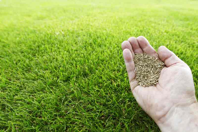 Semer gazon naturel - Aidlib paysagiste semis gazon semence ou rouleau